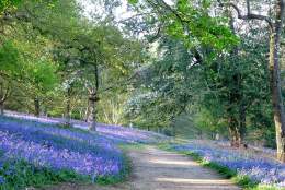 Bluebells in bloom: Family Trail | Winkworth Arboretum National Trust