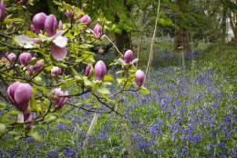 Early Morning Photography | Winkworth Arboretum