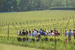Vineyard Tour & Wine Tasting | Albury Vineyard