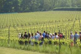 Vineyard Tour & Wine Tasting | Albury Vineyard