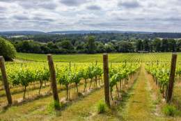 Albury Vineyard
