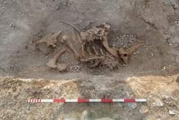 The Mysterious Discovery of the Epsom Aurochs | Surrey Day