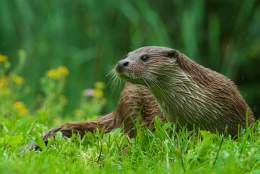 British Wildlife Centre