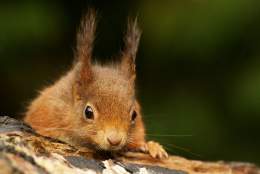 British Wildlife Centre