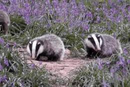 Nature Day: Bluebells, badgers and birds | West Horsley Place