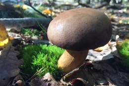 Summer Foraging Courses, Guildford.