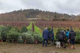 Christmas Tree & Wine Sales at Chilworth Manor Vineyard