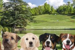 Doggy Celebration Day at Claremont Landscape Garden