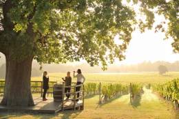Denbies Wine Estate