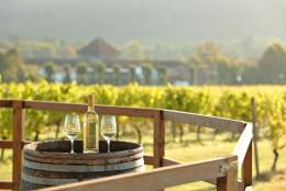 One Day Wine Enthusiast Workshop at Denbies Wine Estate