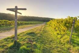 Denbies Secret Vineyard Trail