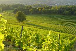 Celebrating ‘Hidden Treasures’ Tour at Denbies Wine Estate | Surrey Day