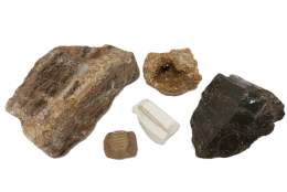 Fossil handling and activities at Guildford Museum | Surrey Day