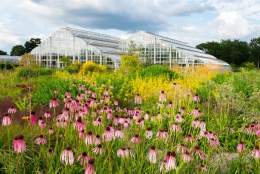 RHS Garden Wisley