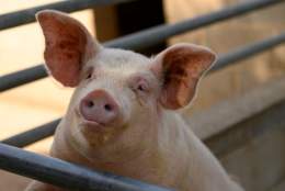 Godstone Farm