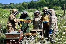 Silent Pool Gin Bee Keeping Experience | Silent Pool Distillery