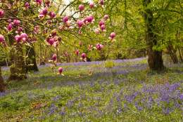 Magnolia Walk | Winkworth Arboretum
