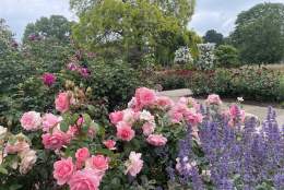 RHS Garden Wisley
