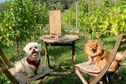 Walkies & Wine - SURREY DAY AT ALBURY VINEYARD