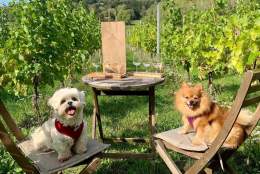 Walkies & Wine | Albury Vineyard