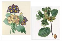 Wildlife Wonders: A Gardener's Calendar | RHS Garden Wisley