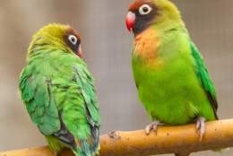Awesome Autumn! at Birdworld