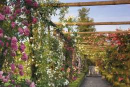 A Celebration of Roses at Polesden Lacey