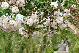 Rose season at Polesden Lacey
