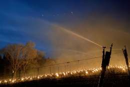 Surrey Day: Going Underground at Chilworth Manor Vineyard