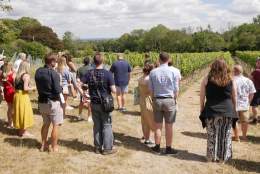 Summer Solstice Vineyard Tour and Tasting at Greyfriars Vineyard | Surrey Hills Wine Week