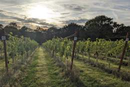 Tanhurst Estate Vineyard