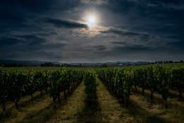 The Vineyard by Moonlight | Albury Vineyard