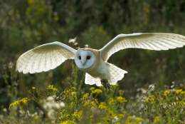 British Wildlife Centre