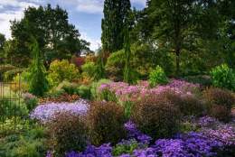 Evening Online Talks from RHS Garden Wisley