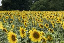 Sea of Sunflowers | West Horsley Place