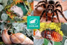 Animal Explorer Workshop | Denbies Wine Estate
