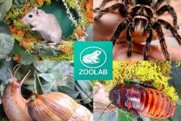 Animal Explorer Workshop | Denbies Wine Estate