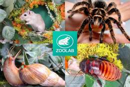 Denbies Animal Explorer Workshop | Denbies Wine Estate