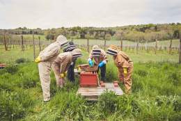 Bee-Keeping Experience | Albury Vineyard