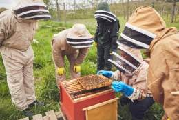 Bee-keeping experience | Albury Vineyard