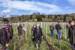 Winter Pruning Experience | Albury Vineyard