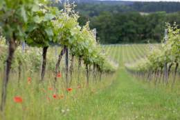 'Beneath the Vines' tour at Albury Vineyard | Surrey Day