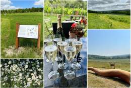 Wildlife Walk & Wine | Albury Vineyard