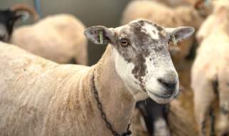 The Lincolnshire Show 2026