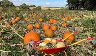 PYO Pumpkins at Lings Farm