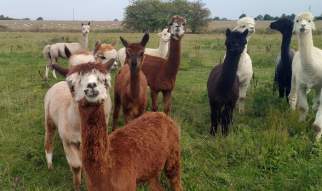 Family Open Days