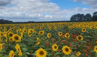 Stourton Sunflowers