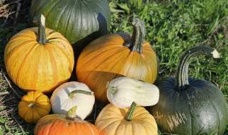 PYO Pumpkins at Grange Farm