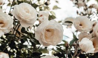 Rose Week at Gunby Hall
