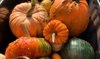PYO Pumpkins at Pumpkin Bumpkins